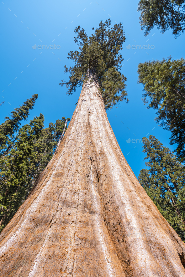 The largest tree in North America viewed from below Sequoia National